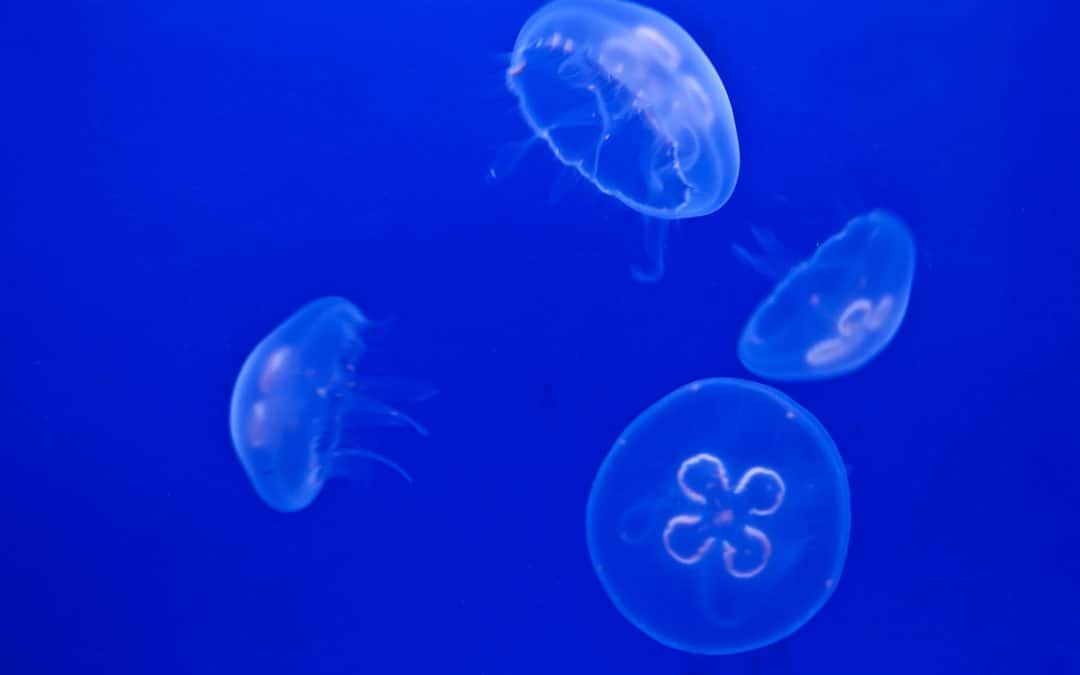 Citizen science delivers outcomes for planet and people